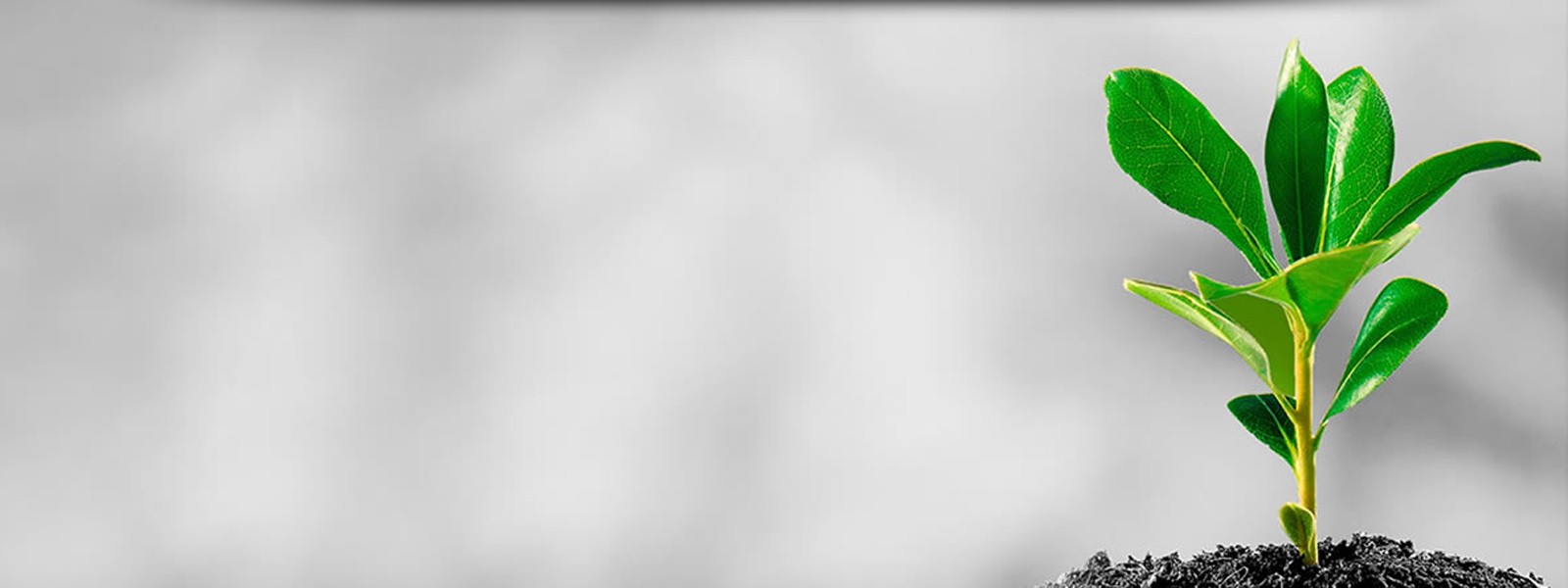 Procesos responsables y de calidad aseguran que en el proceso de la fabricación de nuestros productos el medio ambiente este libre de contaminación. 
Ver Más